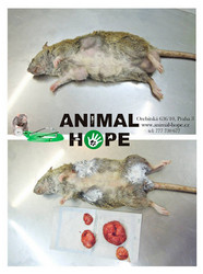 Potkanice po operaci nádorů na mléčné žláze