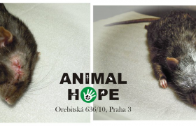 Potkaní pacient po enukleaci