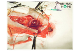 Yorkšírský teriér - chirurgické odstranění urolitu z močového měchýře