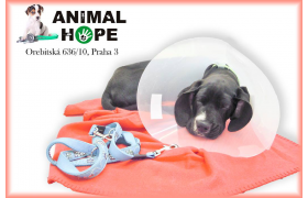 Pacient s ochranným límcem po operačním zákroku